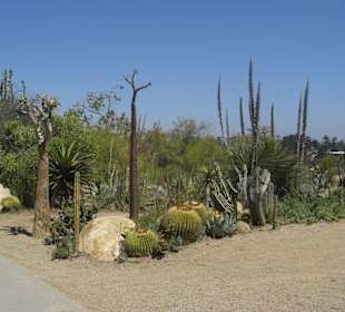Desert Garden