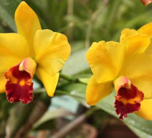 Коллекция орхидей