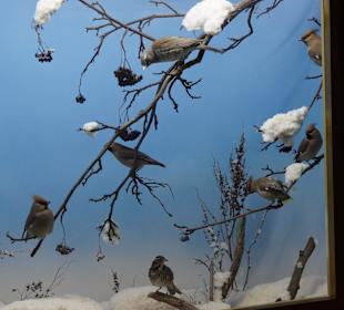 Vogel-und Jagdtierkunde