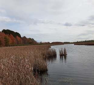 Mer Bleue Bog