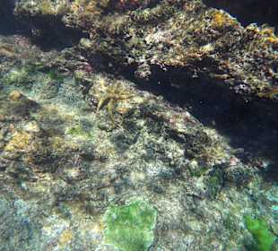 Andaman Snorkel Discovery