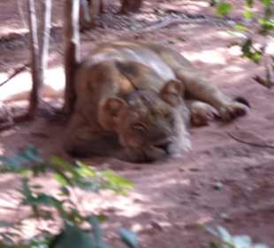 Großkatzen sediert im Gehege