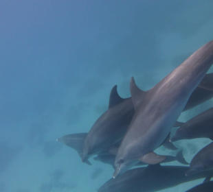 Delfinausflug mit Mo