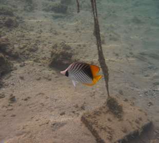 Schnorcheln Makadi Bay