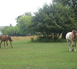 Park przy Pałacu w Nieborowie
