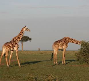 Giraffen