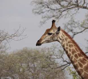 Krüger Nationalpark