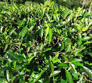 Maskeliya Teeplantage