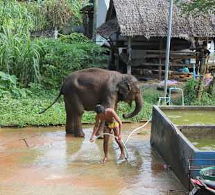 Baby elephant bath