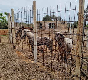 Safari Zoo