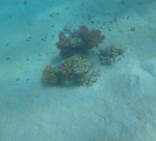 Schnorcheln Marsa Alam