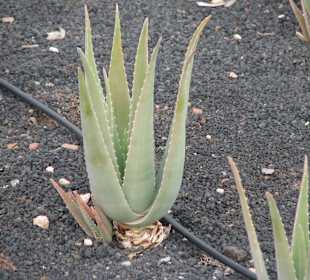 Aloe Barbadensis Miller
