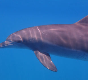 Delphin