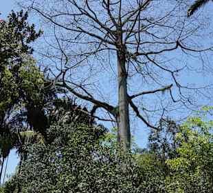 Ogród botaniczny