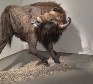 Ausstellung Eis Safari