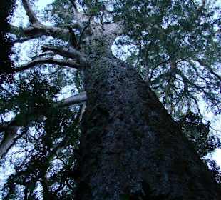 Big Tree im Tsitsikama National Tree