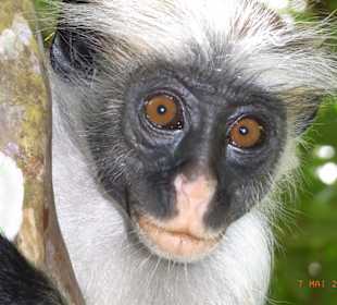 Ausflug in den Jozani National Park