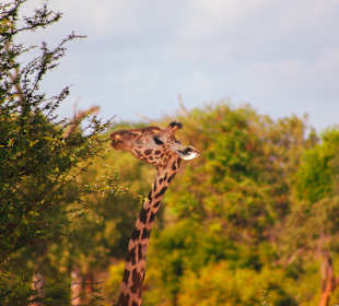 Tsavo Ost Nationalpark