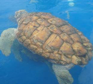 Schildkröten-Projekt in Praia do Forte