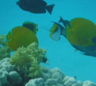 Schnorcheln Abu Dabbab