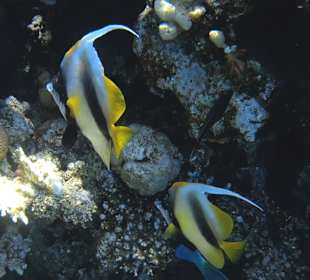 Schnorcheln Makadi Bay 