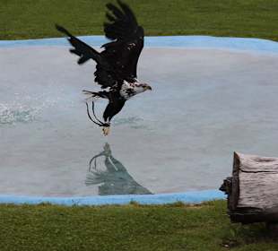 Junger Weißkopfseeadler holt Beute aus Wasser