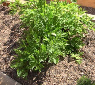 Arzneipflanzengarten Klosterreichenbach