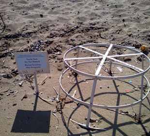 Miejsce złożenia jaj przez żółwie na Lara Beach