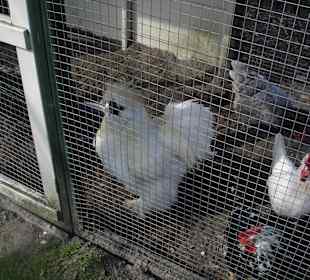 Ausgefallene Hühner