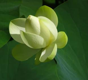 Lotus am See von Schloss Trauttmansdorff