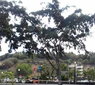 Palmetum Santa Cruz in Santa Cruz