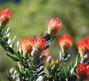 Protea