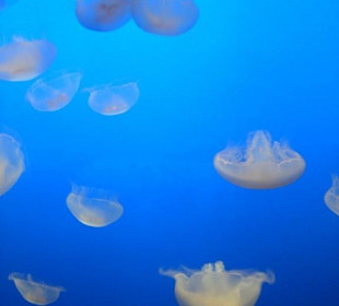 Monterey Bay  Aquarium