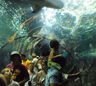 Haitunnel im Loro Park, echt super!