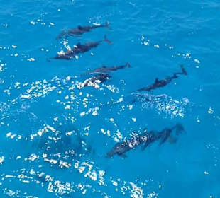 Delfine im Dolphinhouse Sataya
