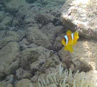 Kleiner netter Anemonenfisch