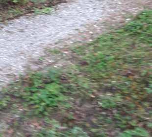 Klosterpark Altheim
