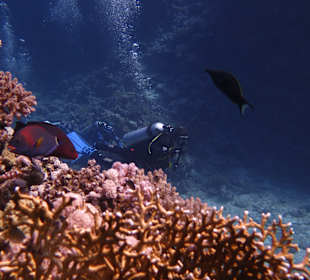 Tauchen Marsa Alam