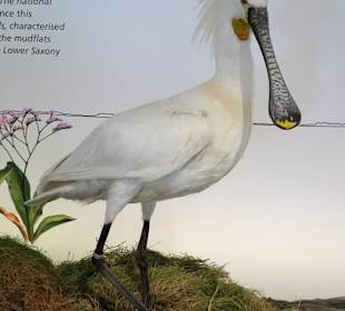 Tiere aus dem Nationalpark Wattenmeer