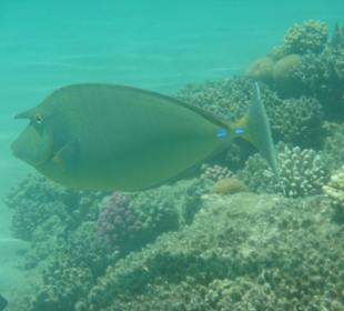Spotted Unicornfish