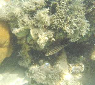 Underwater world of the hotel beach