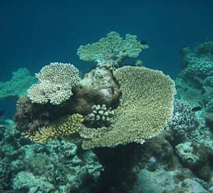 Korallenriff beim Schnorcheln