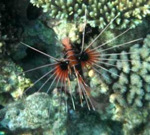 Hausriff Arabia Azur