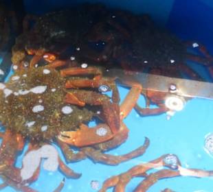 Im Mercado Central von Las Palmas