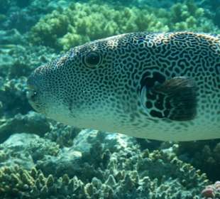 Großer Igelfisch am Hausriff