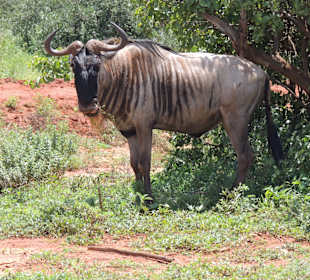 Shimba Hills National Reserve