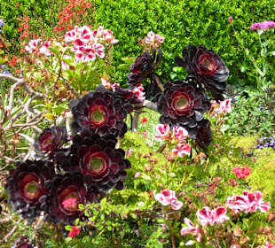 Blandys gardens