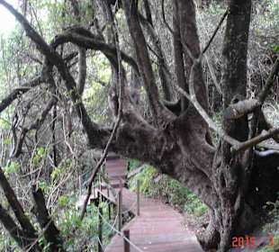 Tsitsikamma National Park