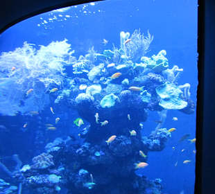 Palma Aquarium