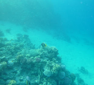 Schnorcheln Makadi Bay